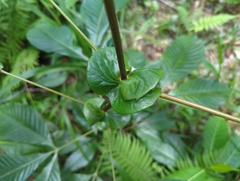 Karrabina