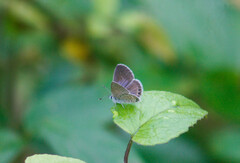 Hemiargus ramon