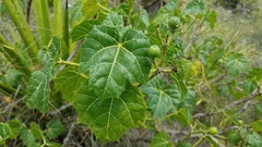 Cnidoscolus tehuacanensis