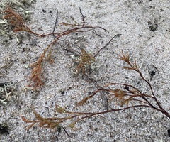 Polygonella articulata