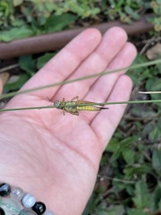 Paroxya atlantica