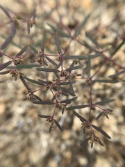 Euphorbia revoluta