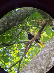 Psarocolius montezuma