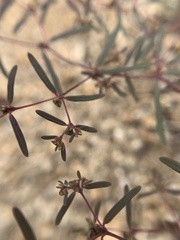 Euphorbia revoluta