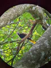 Psarocolius montezuma