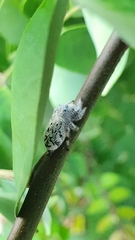 Paraphidippus fartilis