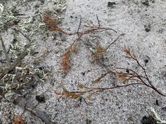 Polygonella articulata