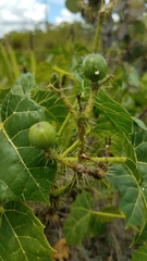 Cnidoscolus tehuacanensis