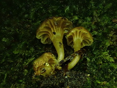 Hodophilus paupertinus