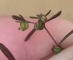 Euphorbia revoluta