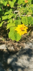 Lantana involucrata