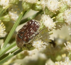 Euphoria leucographa