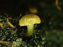 Hodophilus paupertinus