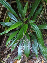 Cordyline