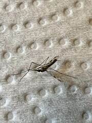 Anopheles punctipennis