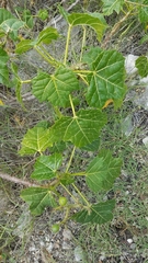 Cnidoscolus tehuacanensis