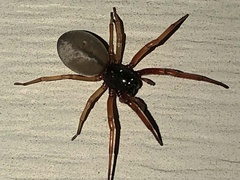 Trachelas tranquillus