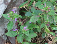 Dicliptera brachiata