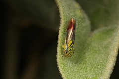 Dilobopterus costalimai