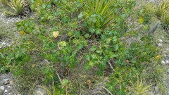 Cnidoscolus tehuacanensis