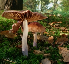 Cortinarius livido-ochraceus