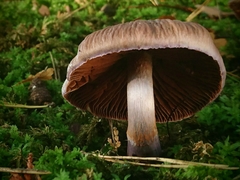Cortinarius livido-ochraceus