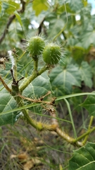 Cnidoscolus tehuacanensis