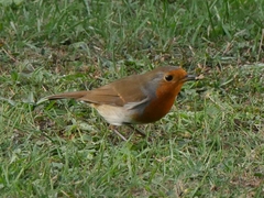 Erithacus rubecula