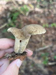 Lactarius subplinthogalus