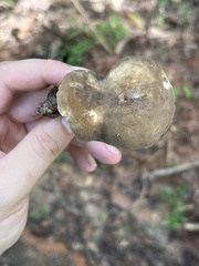 Lactarius subplinthogalus