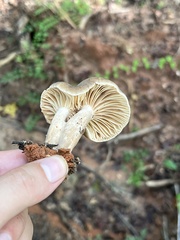 Lactarius subplinthogalus