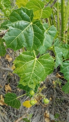 Cnidoscolus tehuacanensis