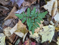 Sceptridium dissectum