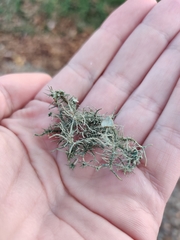 Usnea strigosa