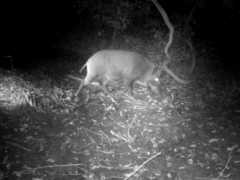 Sus scrofa leucomystax