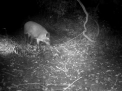 Sus scrofa leucomystax