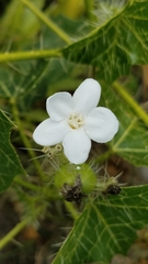 Cnidoscolus tehuacanensis