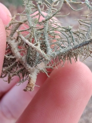 Usnea strigosa