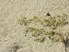 Euphorbia polygonifolia