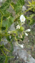 Cnidoscolus tehuacanensis