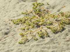 Euphorbia polygonifolia