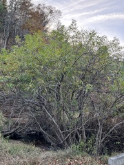 Vitex agnus-castus