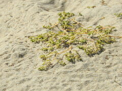 Euphorbia polygonifolia