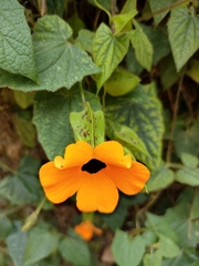 Thunbergia alata