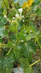 Cnidoscolus tehuacanensis