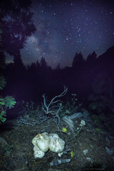 Neolentinus ponderosus