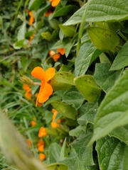 Thunbergia alata
