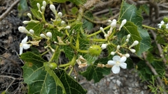 Cnidoscolus tehuacanensis