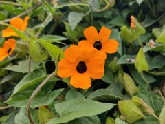 Thunbergia alata