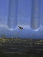 Oryzaephilus mercator